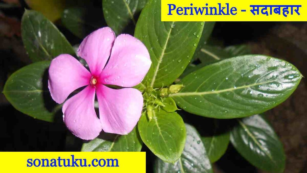 20 Flowers Name - Periwinkle
