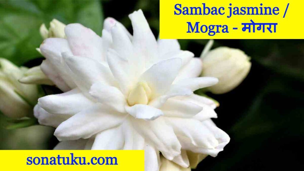 Flowers Name - Sambac jasmine / Mogra
