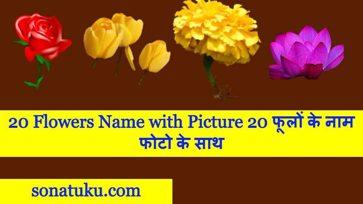 20 Flowers Name with Picture 20 फूलों के नाम फोटो के साथ