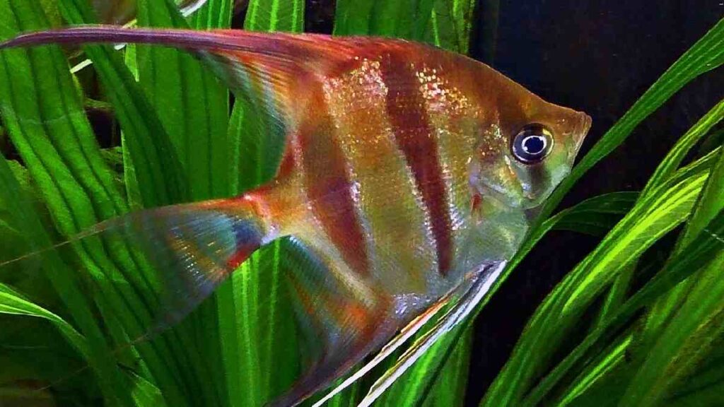 Freshwater Aquarium Fish - Angel Fish