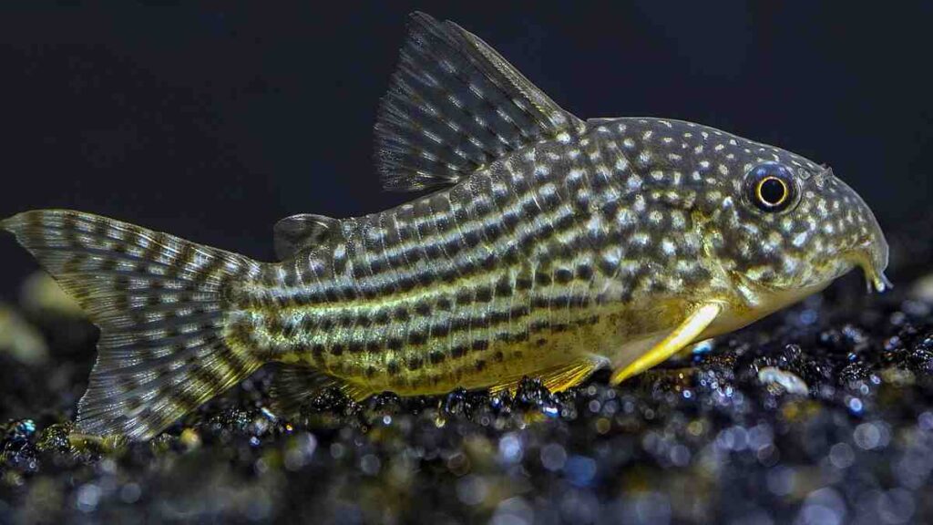 Freshwater Aquarium Fish - Banded corydoras Fish