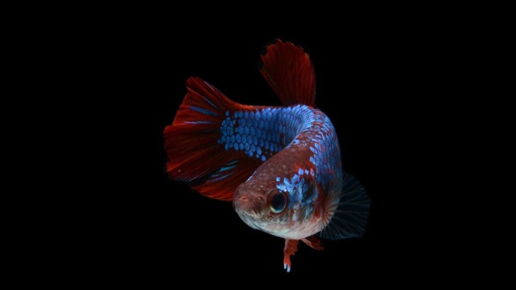 Freshwater Aquarium Fish - Betta Fish