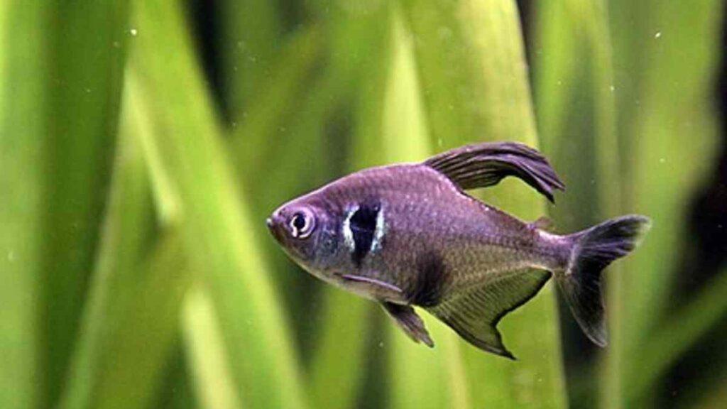 Freshwater Aquarium Fish - Black phantom tetra
