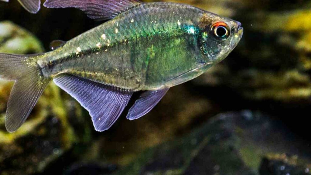 Freshwater Aquarium Fish - Blue Tetra Fish