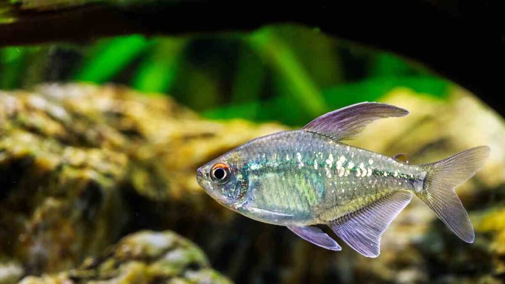 Freshwater Aquarium Fish - Diamond Tetra Fish