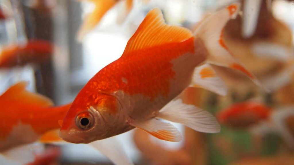 Freshwater Aquarium Fish - Goldfish