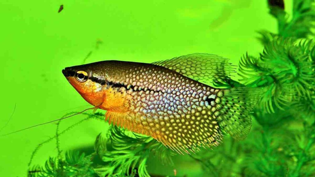 Freshwater Aquarium Fish - Gourami Pearl fish