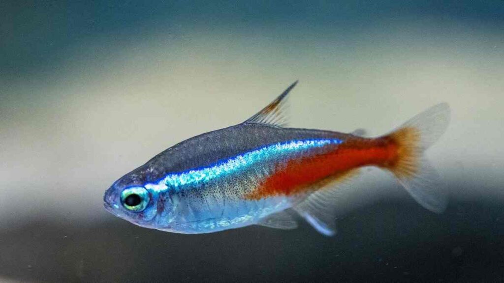 Freshwater Aquarium Fish - Neon Tetra Fish