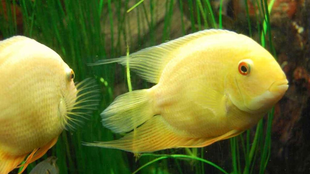 Freshwater Aquarium Fish - Yellow Cichlid Fish