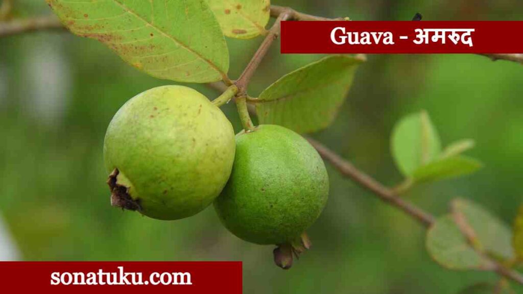 20 Fruits Name - Guava