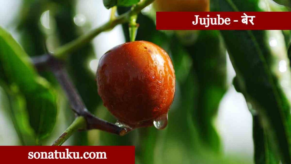 20 Fruits Name - Jujube