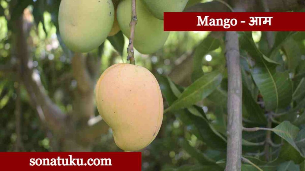 20 Fruits Name - Mango
