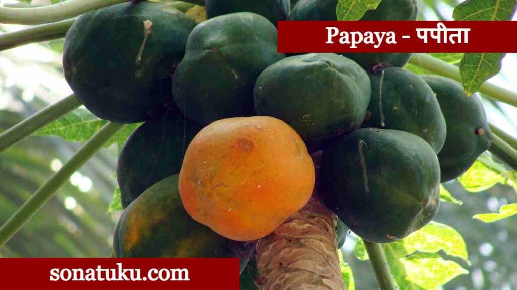 20 Fruits Name - Papaya