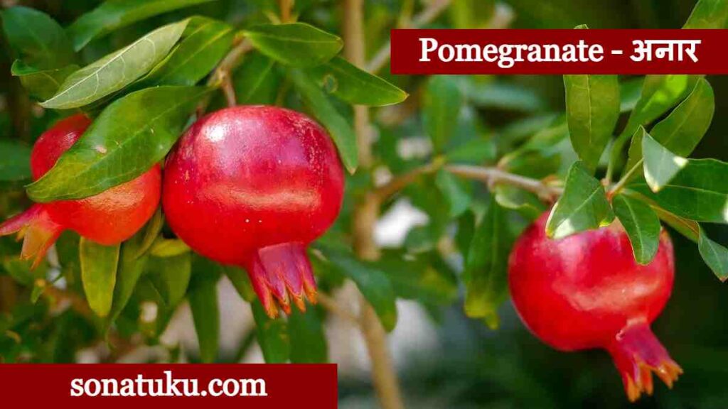 20 Fruits Name - Pomegranate
