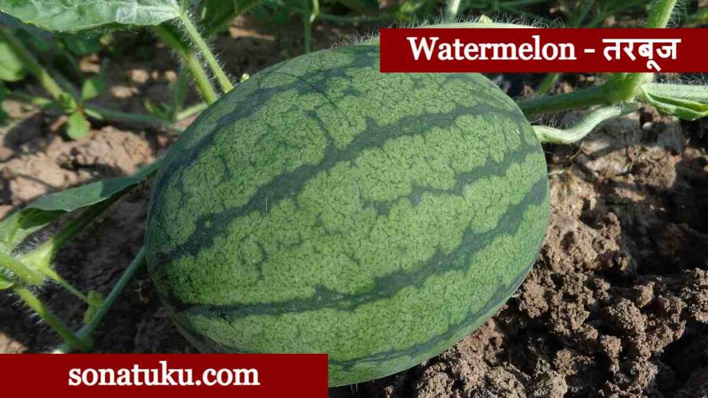 20 Fruits Name - Watermelon