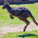 Kangaroo - कंगारू