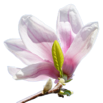 Magnolia - Champa