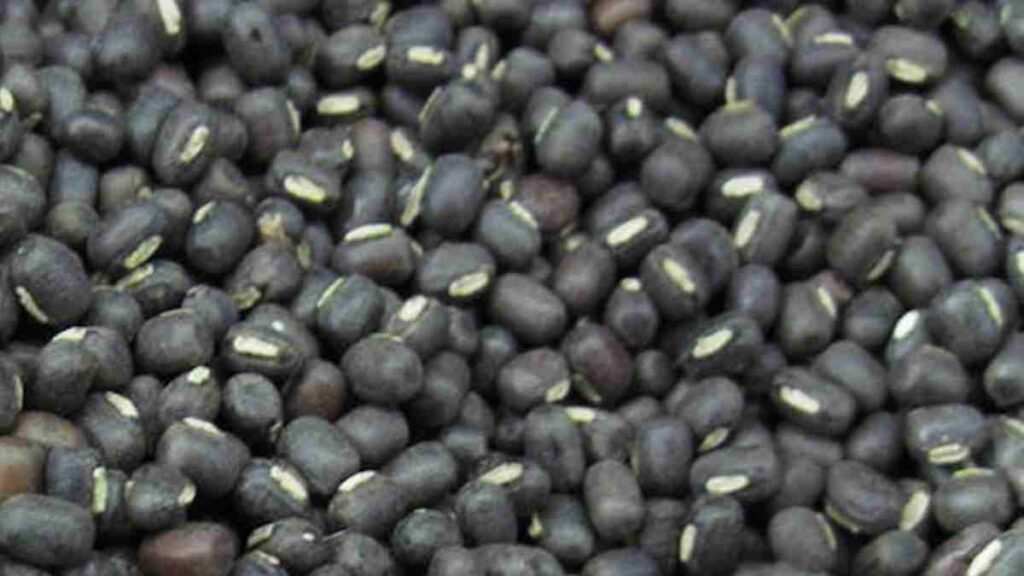 Pulses Name - Black Gram / Urad bean