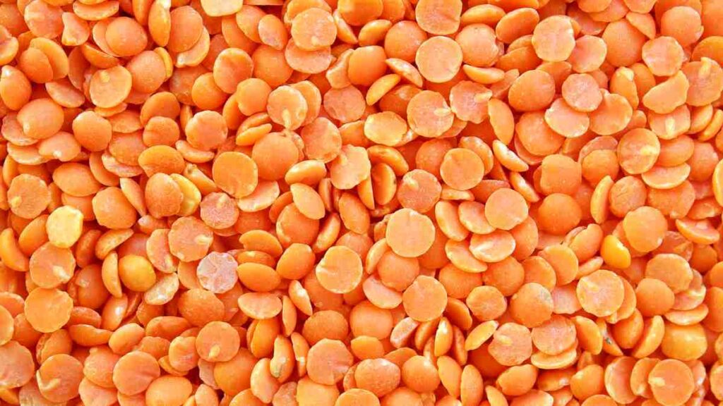 Pulses Name - Red lentil