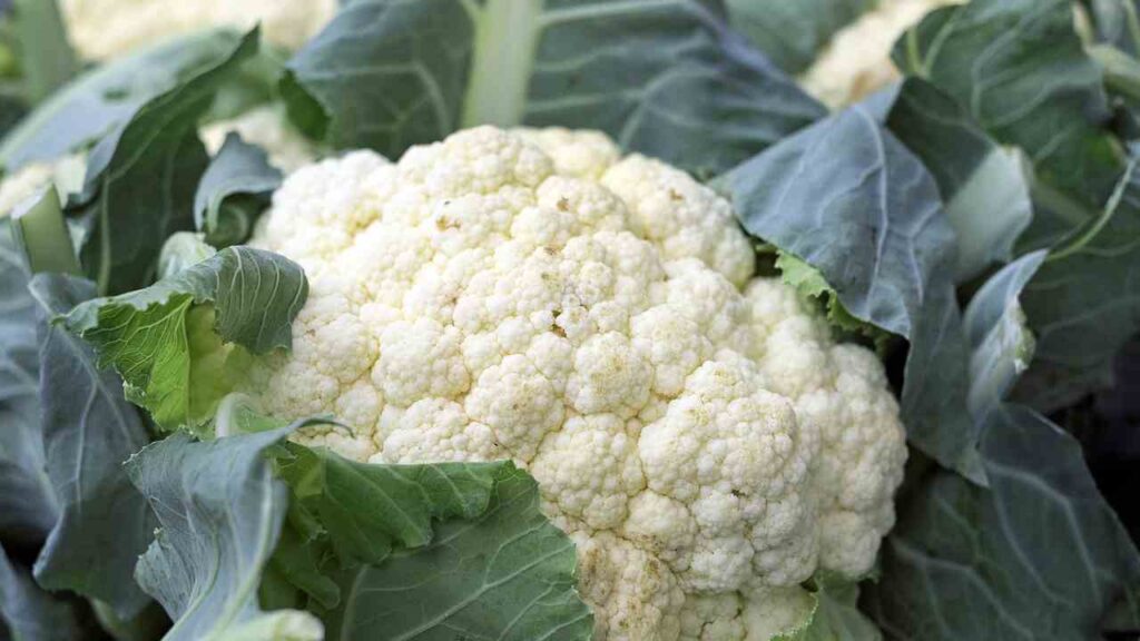 Five Vegetables Name - Cauliflower