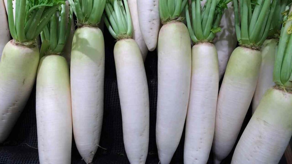 Five Vegetables Name - Radish