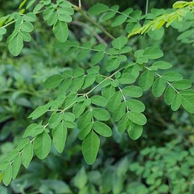 sahjan patta Moringa leaves