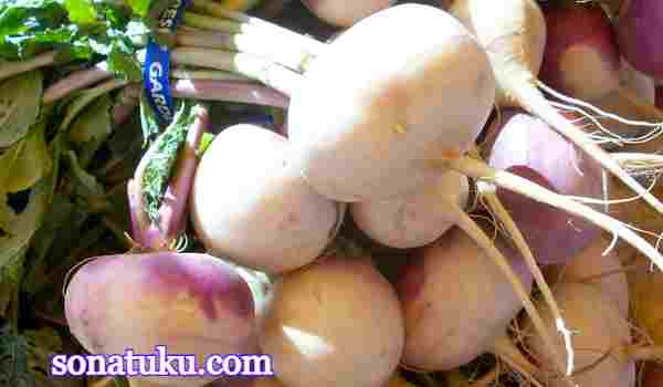 Root Vegetables Name - Turnip - Shaljam
