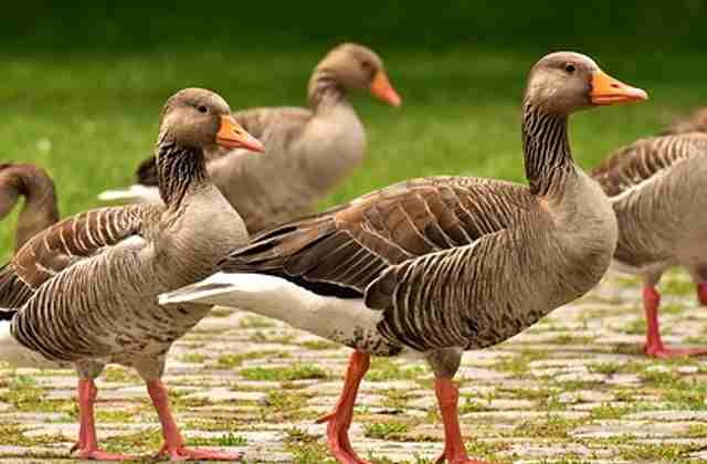 Geese Meaning in Hindi