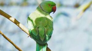 Parrot Meaning in Hindi