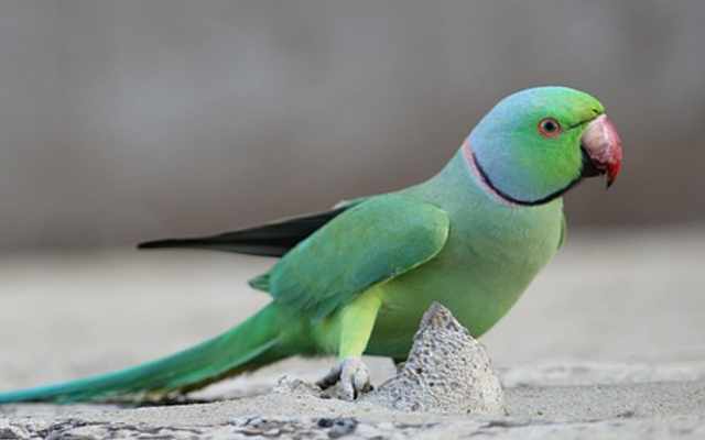 Picture of Parrot