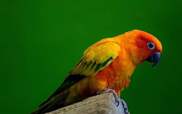 Photo of Parrot