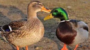 Duck Meaning in Hindi