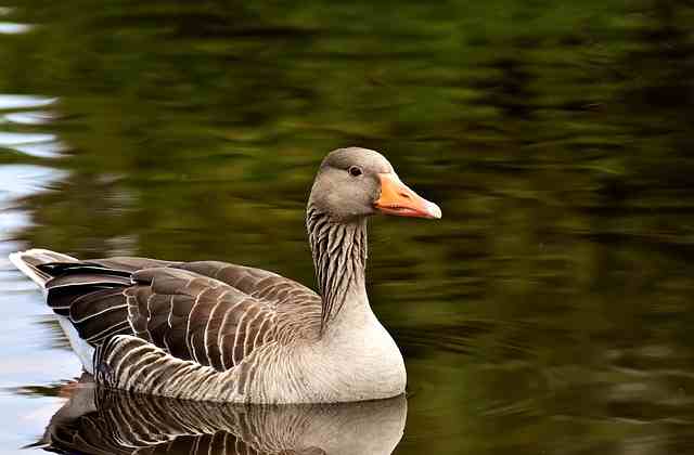 Picture of goose
